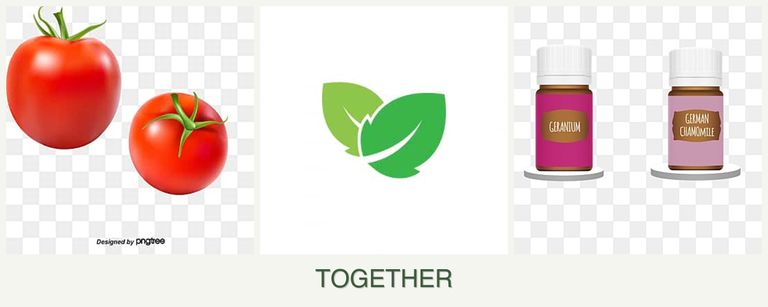 Can you plant tomatoes, mint and geraniums together?