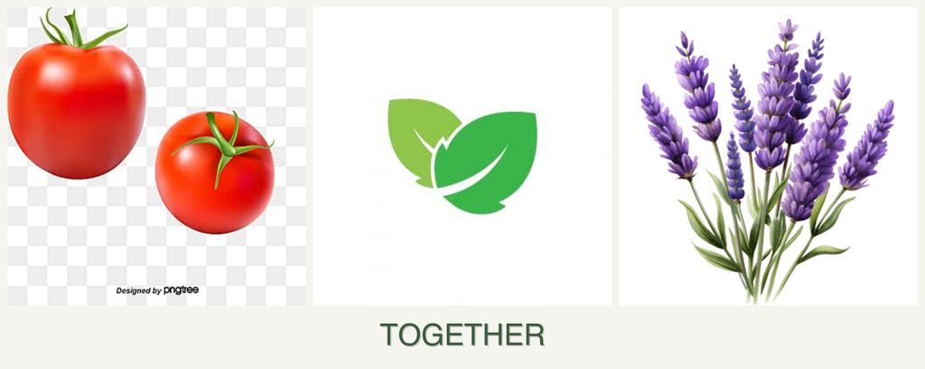 Can you plant tomatoes, mint and lavender together?