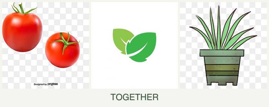 Can you plant tomatoes, mint and lemongrass together?