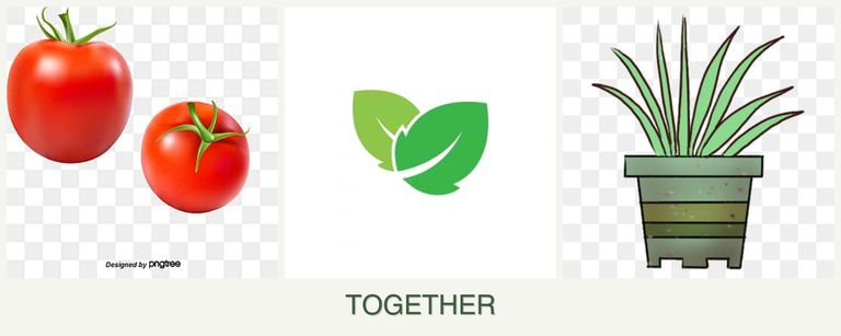 Can you plant tomatoes, mint and lemongrass together?