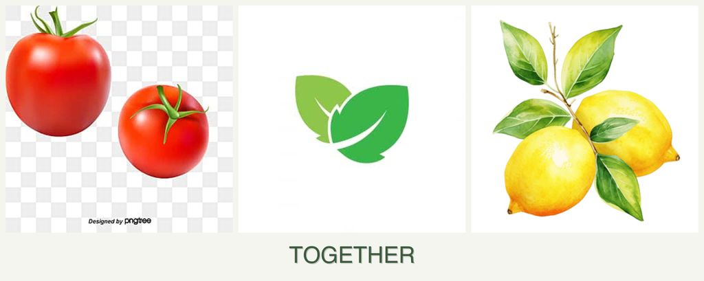 Can you plant tomatoes, mint and lemons together?
