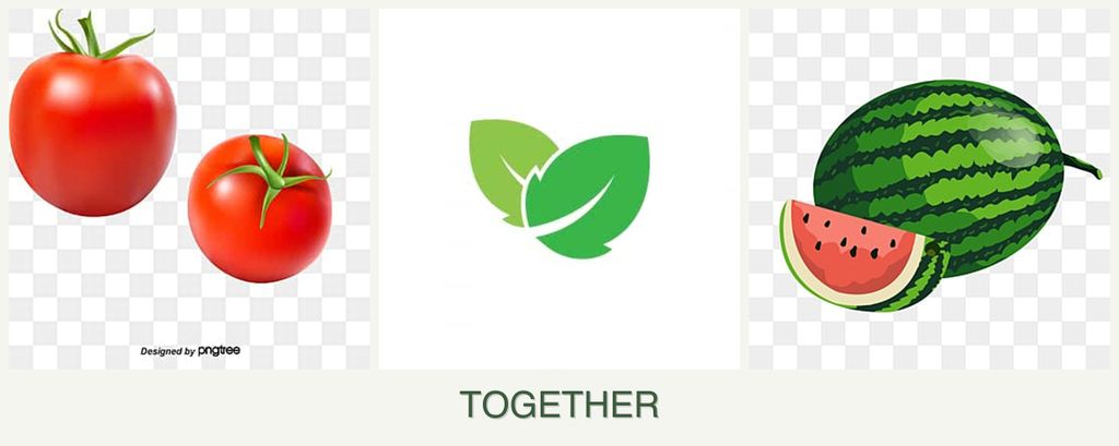 Can you plant tomatoes, mint and melons together?