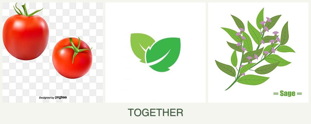 Can you plant tomatoes, mint and sage together?