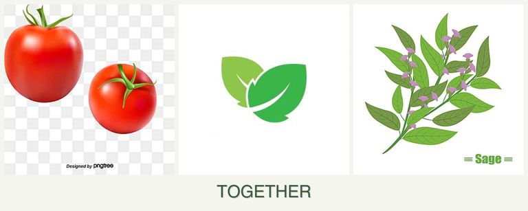 Can you plant tomatoes, mint and sage together?