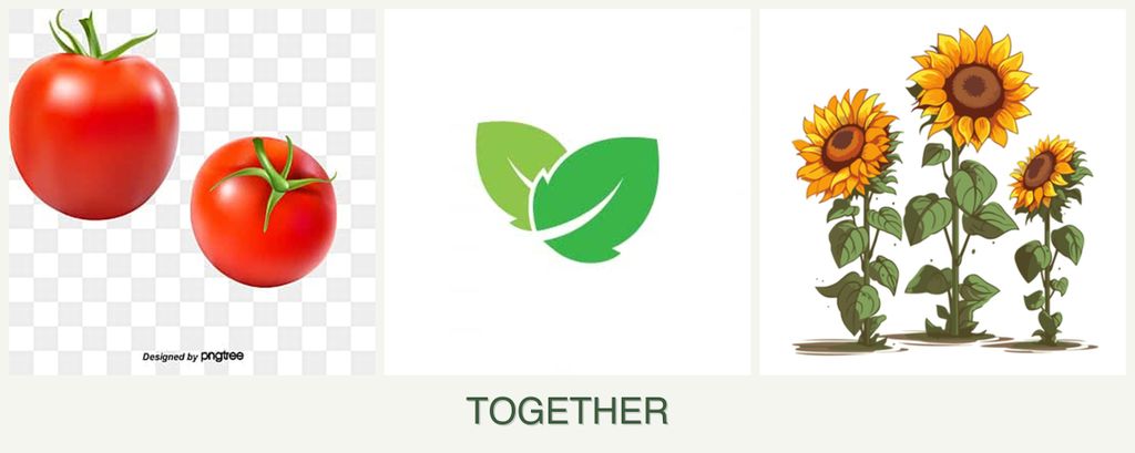 Can you plant tomatoes, mint and sunflowers together?