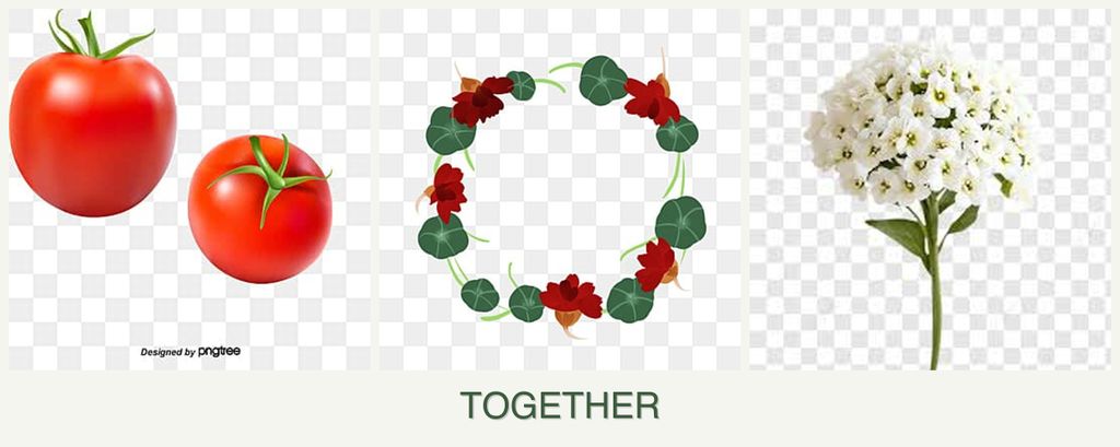 Can you plant tomatoes, nasturtiums and alyssum together?