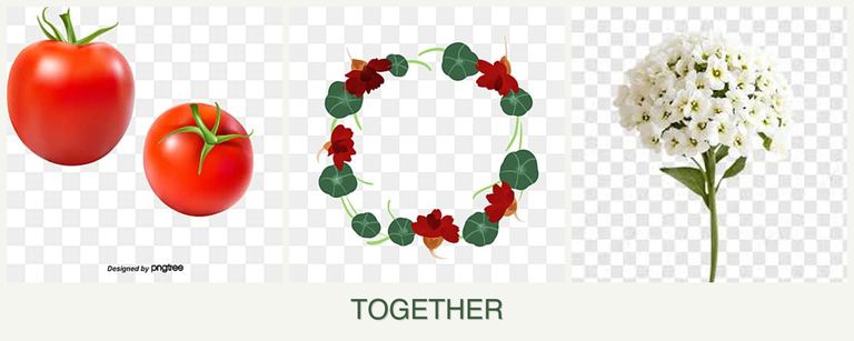 Can you plant tomatoes, nasturtiums and alyssum together?