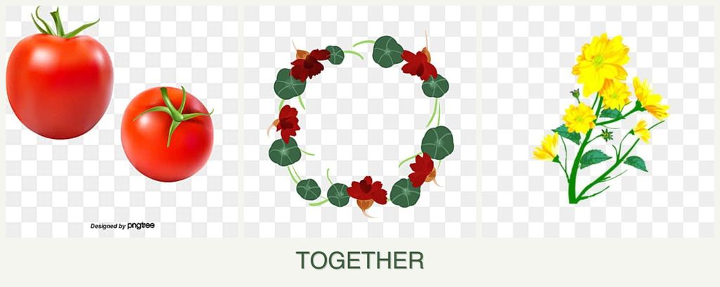 Can you plant tomatoes, nasturtiums and calendula together?