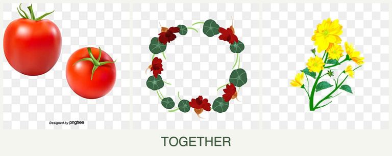 Can you plant tomatoes, nasturtiums and calendula together?