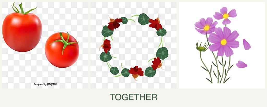 Can you plant tomatoes, nasturtiums and cosmos together?