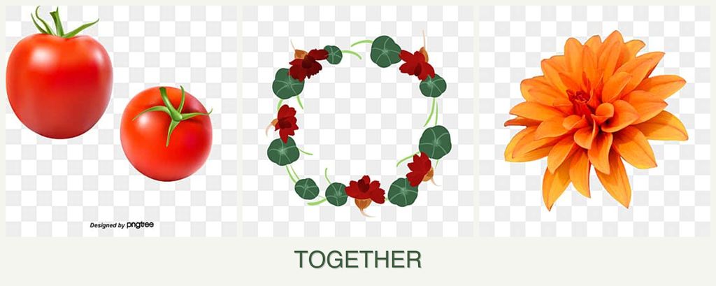Can you plant tomatoes, nasturtiums and dahlias together?