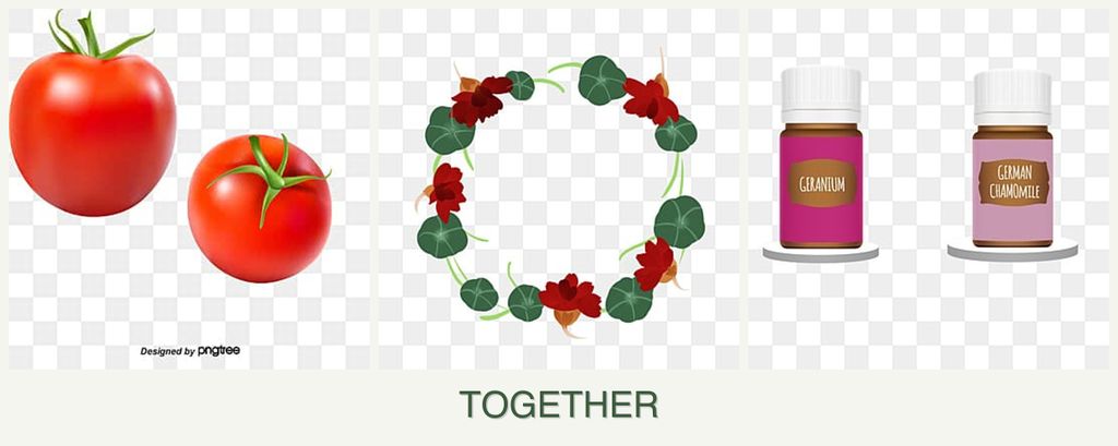 Can you plant tomatoes, nasturtiums and geraniums together?