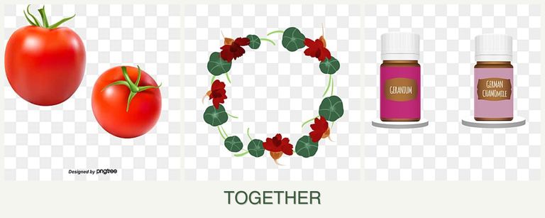 Can you plant tomatoes, nasturtiums and geraniums together?
