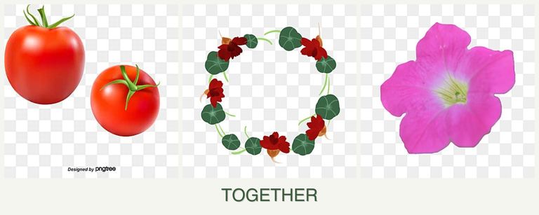 Can you plant tomatoes, nasturtiums and petunias together?