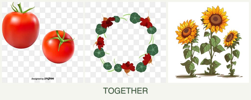 Can you plant tomatoes, nasturtiums and sunflowers together?