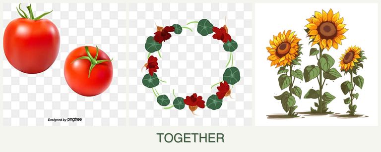 Can you plant tomatoes, nasturtiums and sunflowers together?