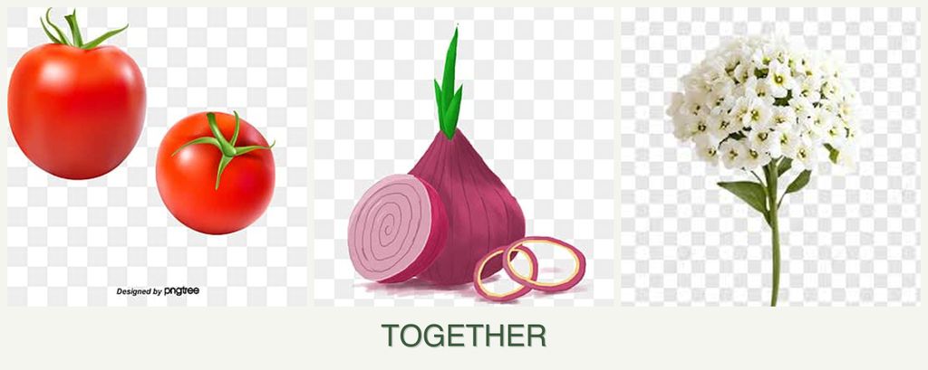 Can you plant tomatoes, onions and alyssum together?
