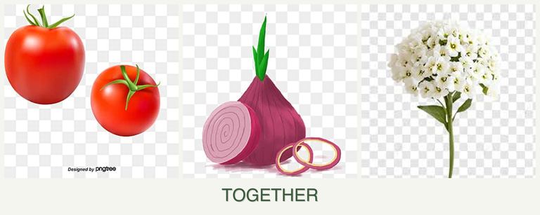 Can you plant tomatoes, onions and alyssum together?