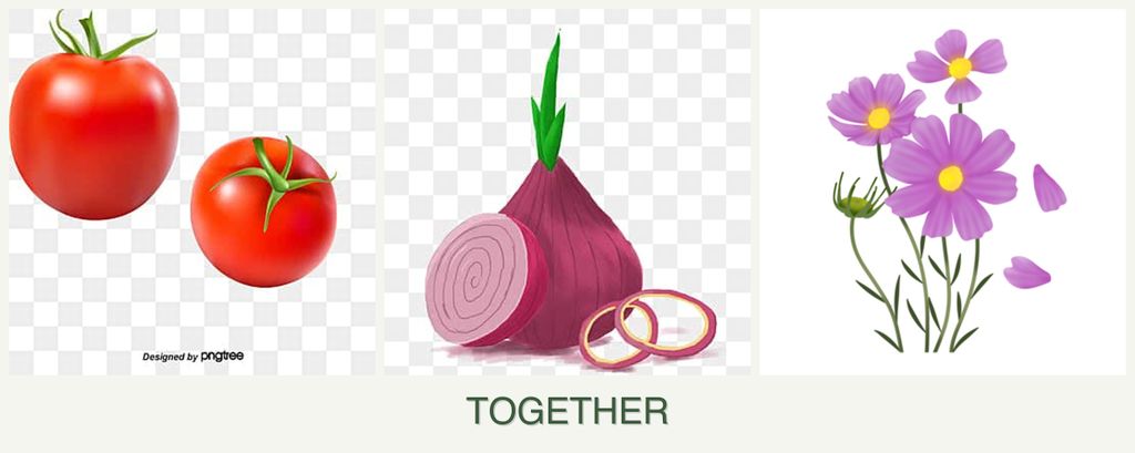 Can you plant tomatoes, onions and cosmos together?