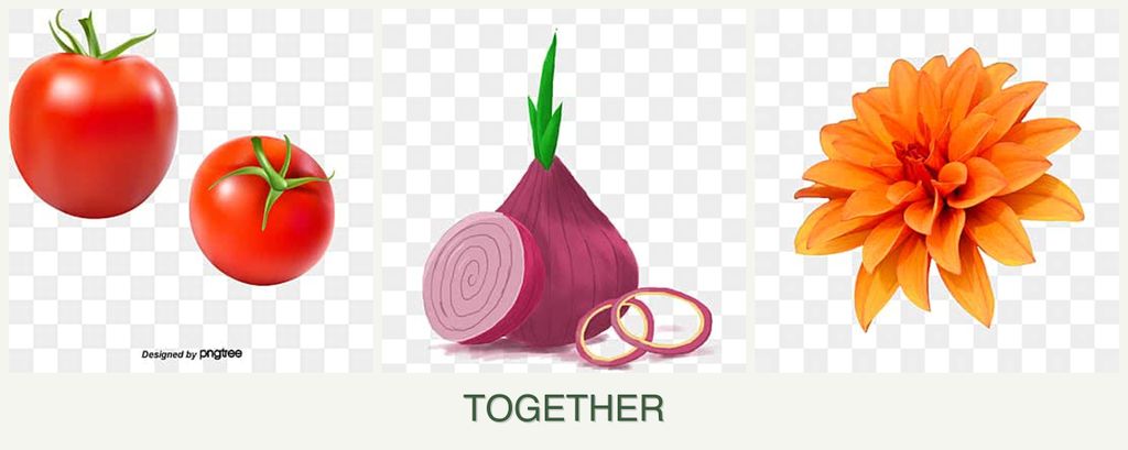 Can you plant tomatoes, onions and dahlias together?