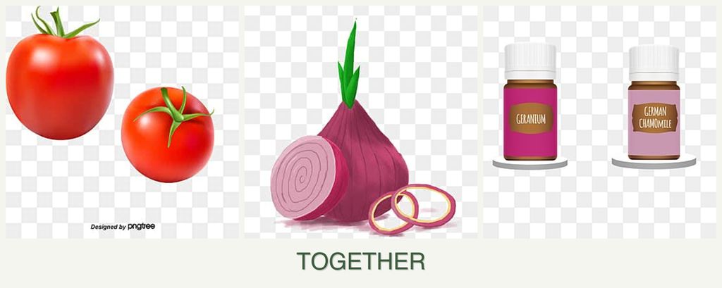 Can you plant tomatoes, onions and geraniums together?
