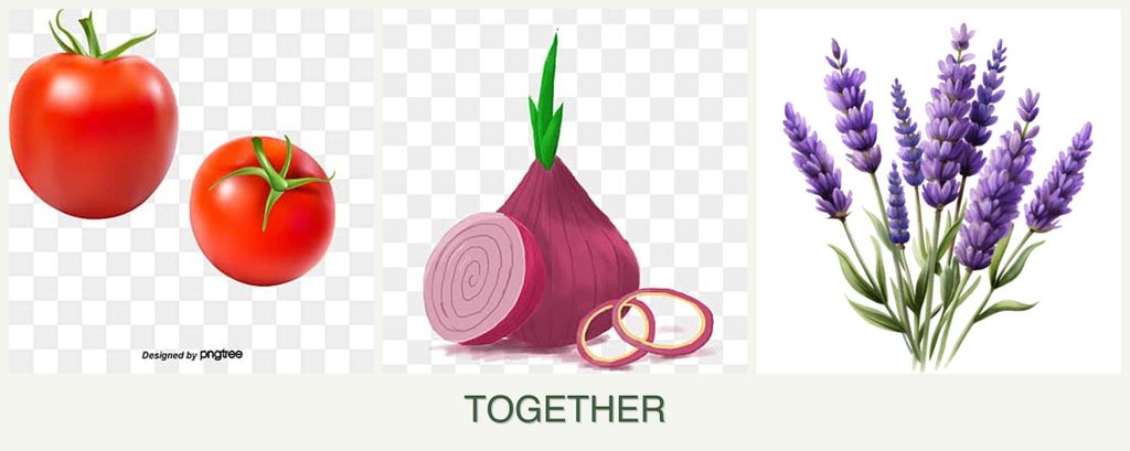 Can you plant tomatoes, onions and lavender together?