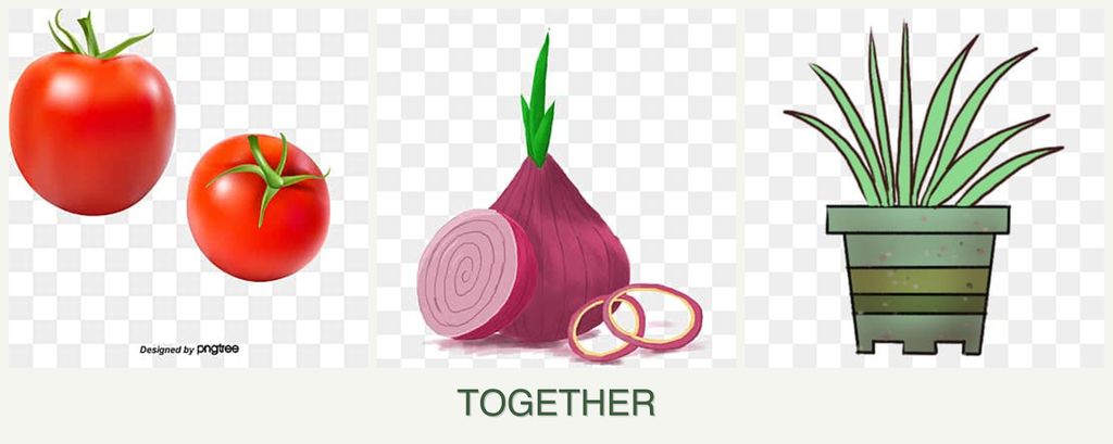Can you plant tomatoes, onions and lemongrass together?
