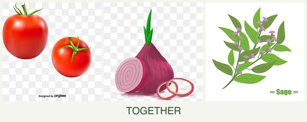 Can you plant tomatoes, onions and sage together?