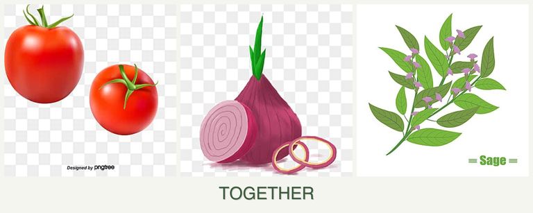 Can you plant tomatoes, onions and sage together?