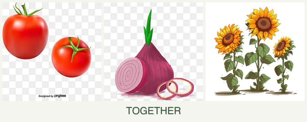 Can you plant tomatoes, onions and sunflowers together?