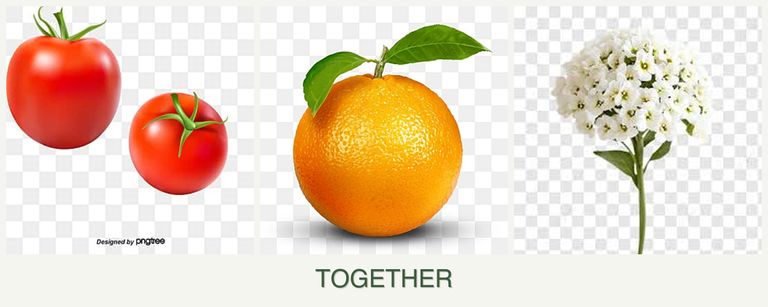 Can you plant tomatoes, oranges and alyssum together?