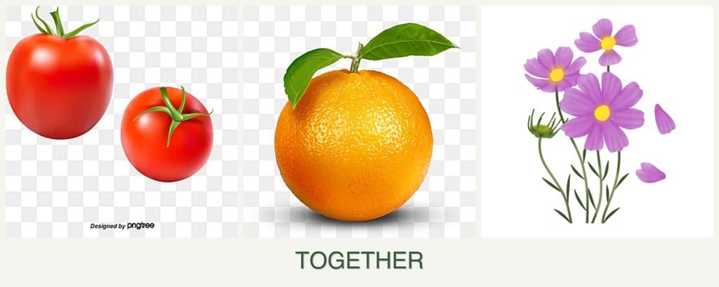 Can you plant tomatoes, oranges and cosmos together?