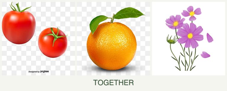 Can you plant tomatoes, oranges and cosmos together?