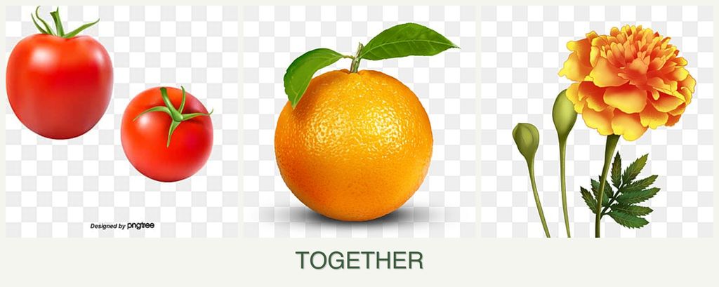 Can you plant tomatoes, oranges and marigolds together?