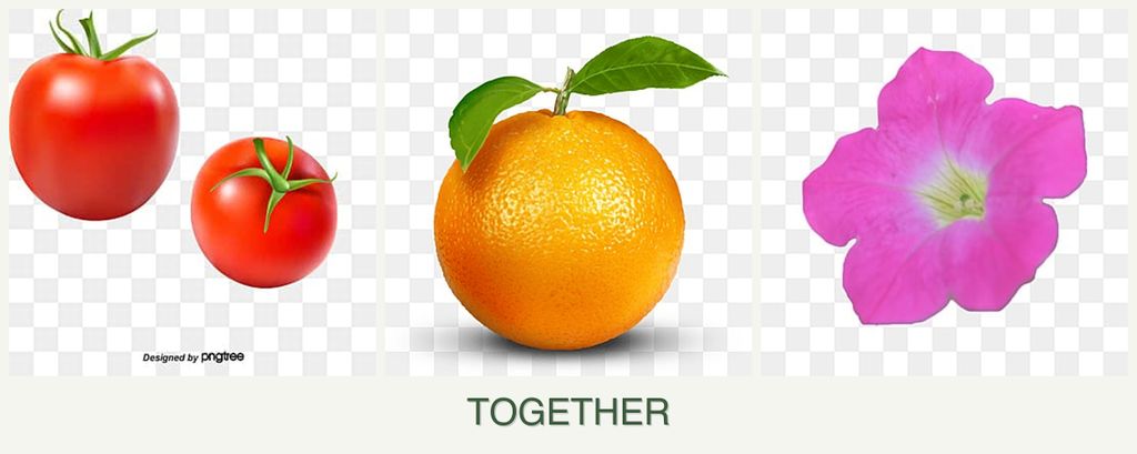 Can you plant tomatoes, oranges and petunias together?