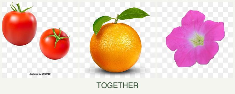 Can you plant tomatoes, oranges and petunias together?