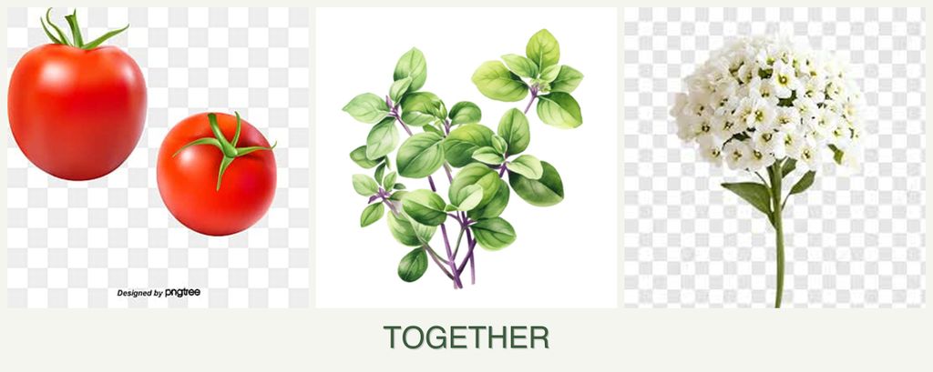 Can you plant tomatoes, oregano and alyssum together?