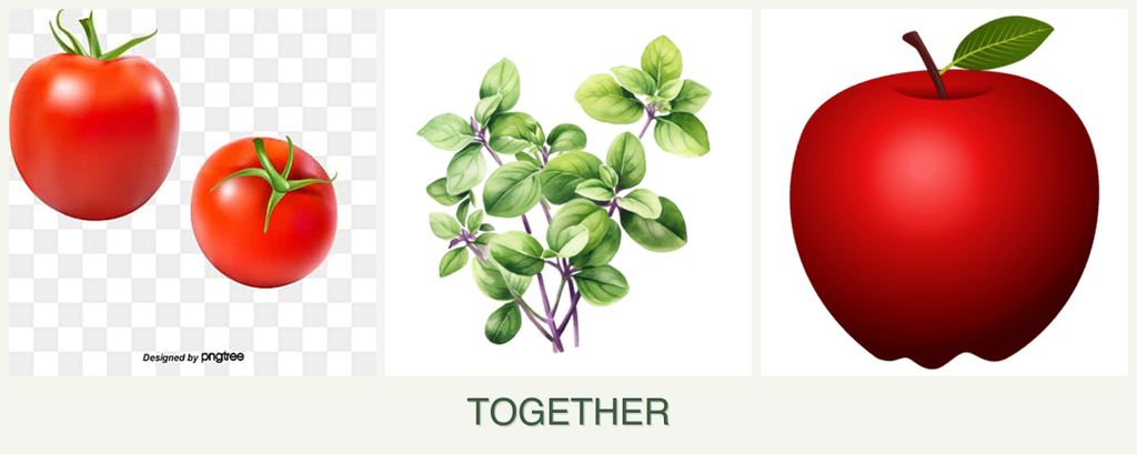 Can you plant tomatoes, oregano and apples together?