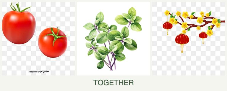 Can you plant tomatoes, oregano and apricots together?