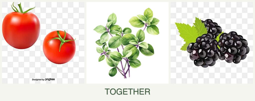 Can you plant tomatoes, oregano and blackberries together?
