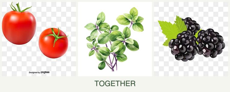 Can you plant tomatoes, oregano and blackberries together?