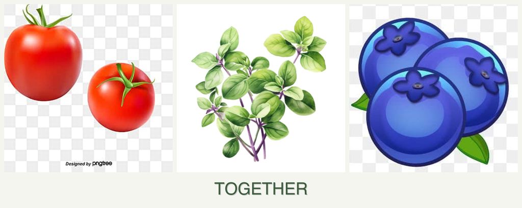 Can you plant tomatoes, oregano and blueberries together?