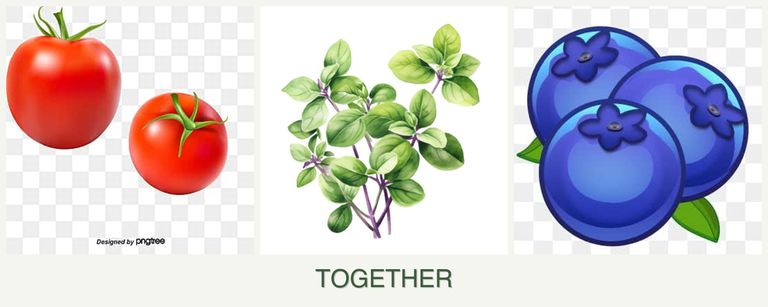 Can you plant tomatoes, oregano and blueberries together?