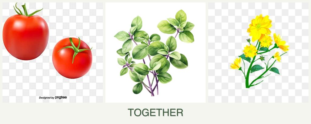 Can you plant tomatoes, oregano and calendula together?