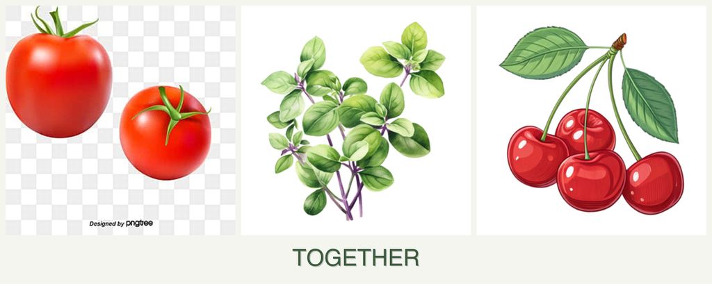 Can you plant tomatoes, oregano and cherries together?
