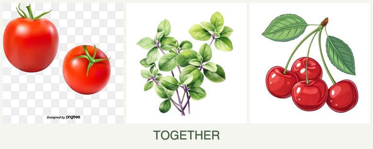 Can you plant tomatoes, oregano and cherries together?