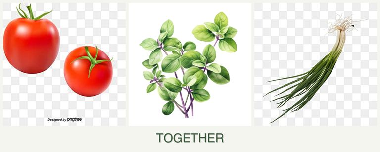 Can you plant tomatoes, oregano and chives together?