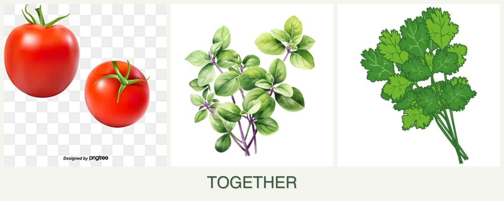 Can you plant tomatoes, oregano and cilantro together?