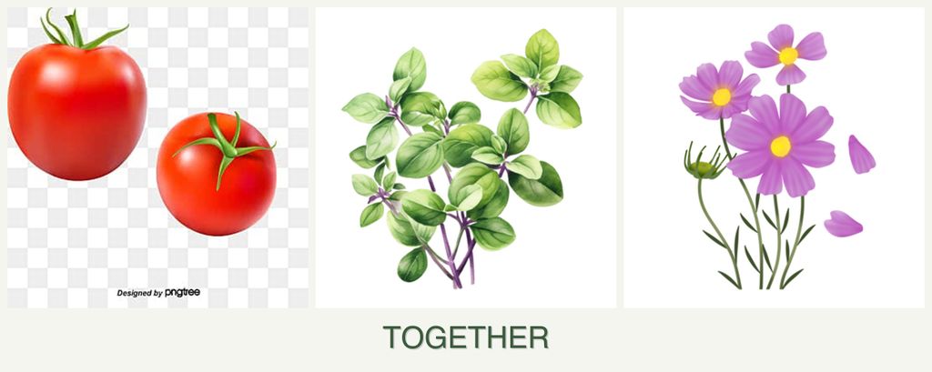 Can you plant tomatoes, oregano and cosmos together?