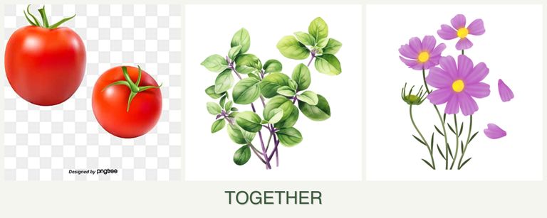 Can you plant tomatoes, oregano and cosmos together?